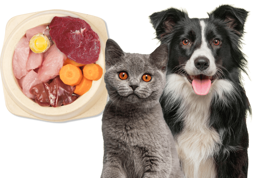 bowl de comida cruda y a su derecha un gato y un perro 